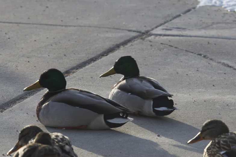 ducks sit on the pavement with one resting