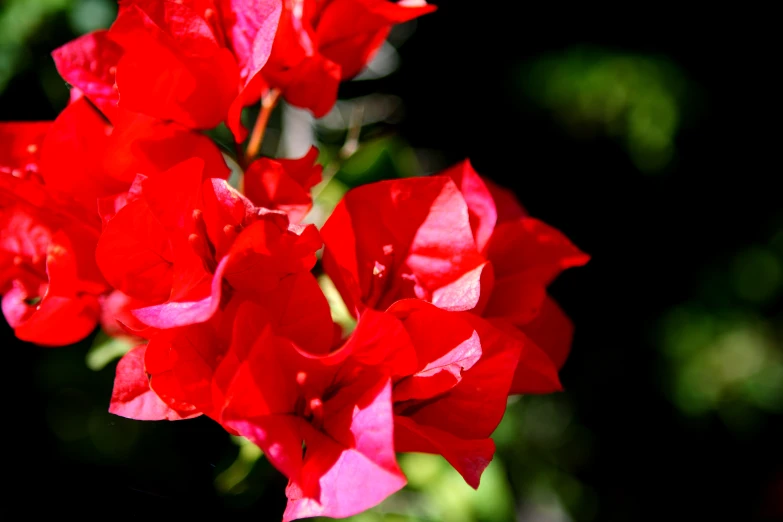 red flowers in a pot sitting on a table