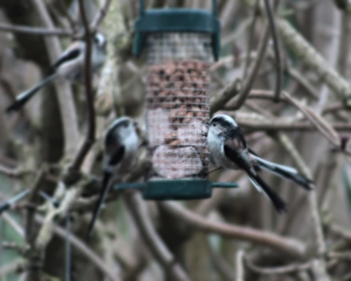 a group of birds sitting at a bird feeder