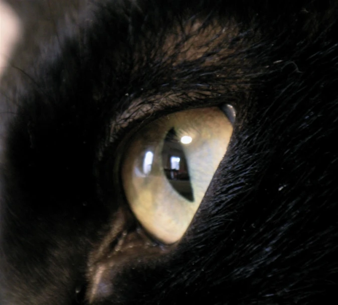 a close - up po of the yellow - colored cat's eye
