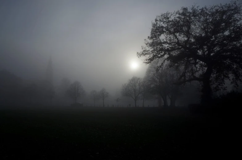 trees on a foggy day in the middle of a field