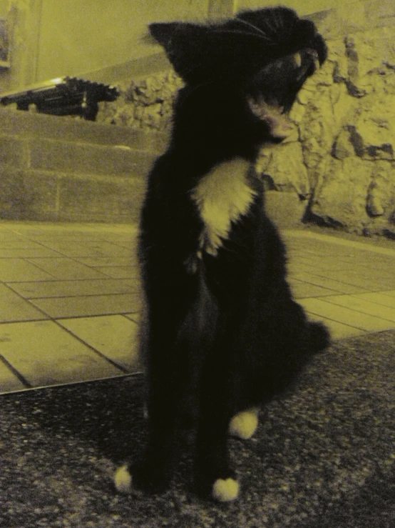 there is a kitten that is playing with a stuffed animal