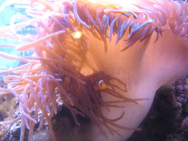 the sea anemone in its water tank is glowing bright