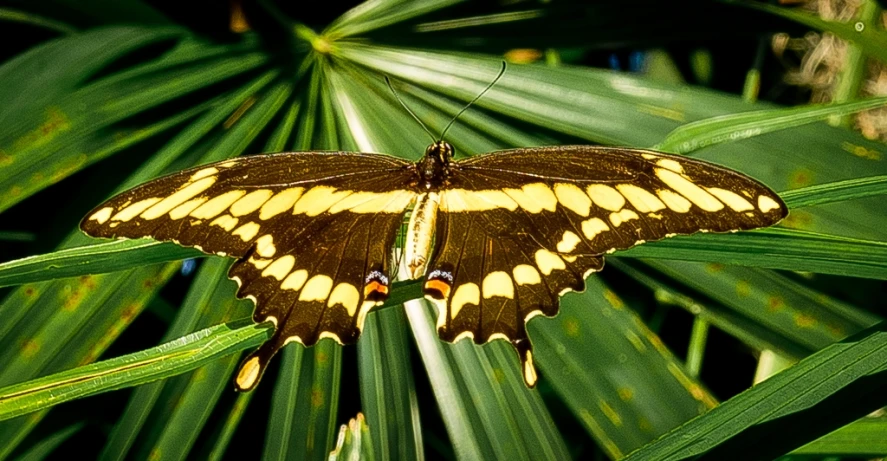 a erfly is resting on a plant with very big leaves