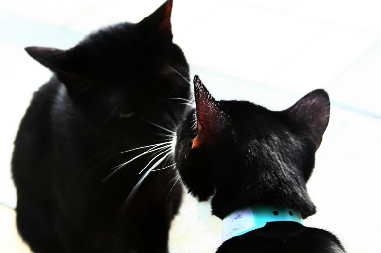 a black cat with a collar looking at another black cat