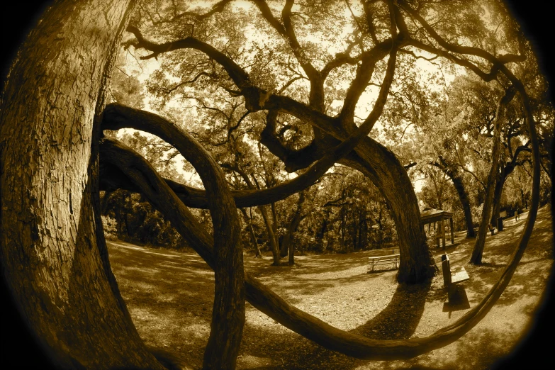 the camera's lens is looking down at trees