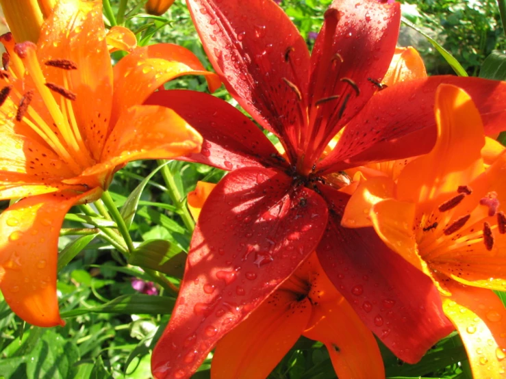 an orange and yellow flower surrounded by water drops