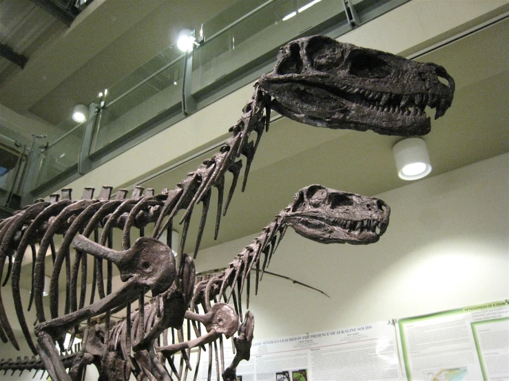 two skeletons of dinosaurs are on display inside