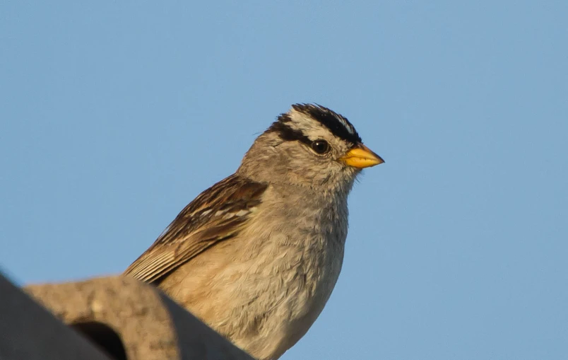 the bird is sitting alone on the roof