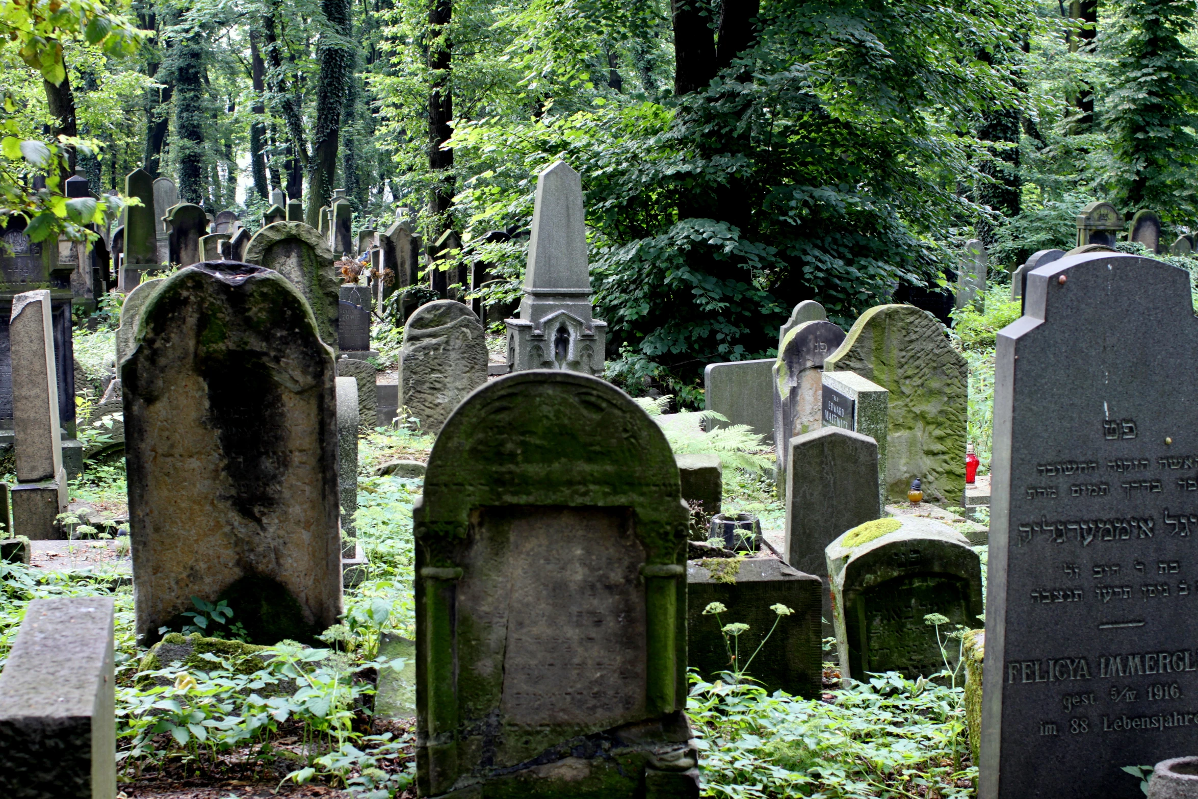 an area of trees and grass is shown with many old graves