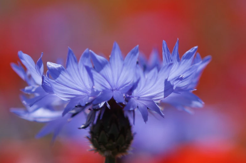 a blue flower with blurry background of pink flowers