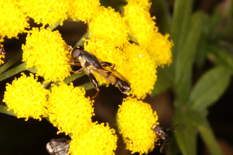 a couple of bees sitting on top of yellow flowers