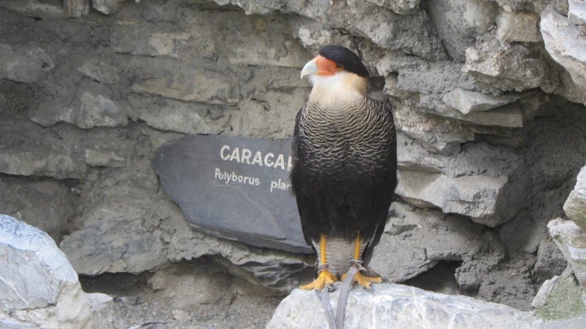 a bird sits on top of a rock