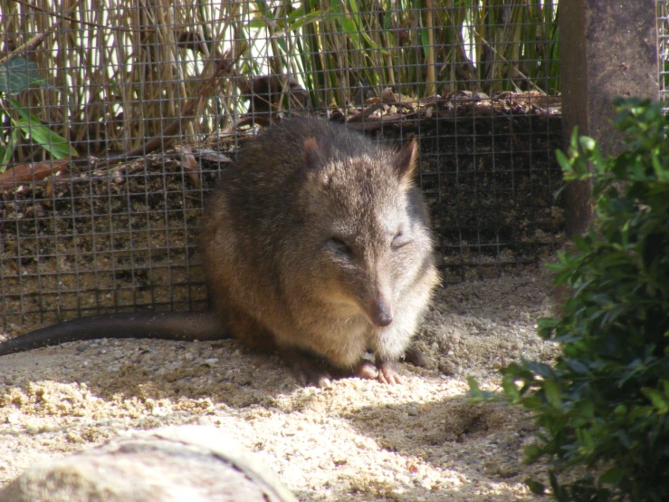 the rodent is sitting in its enclosure near a tree