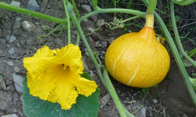 yellow flower growing in the garden with a green leaf