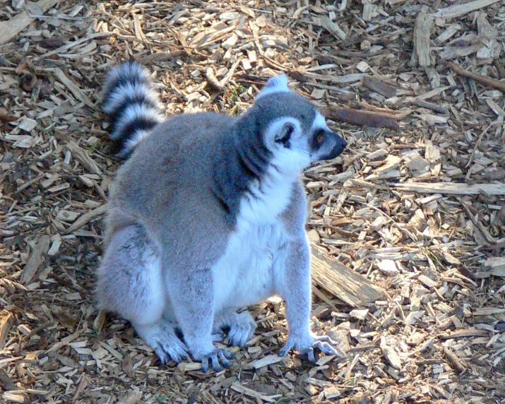 a grey and white animal is standing on wood chips