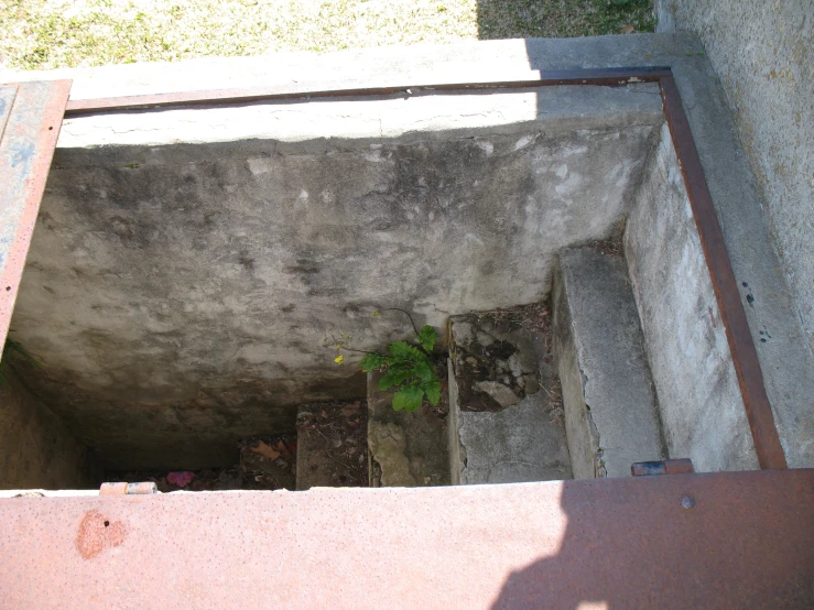 an old concrete stairway with a tree growing out of the wall