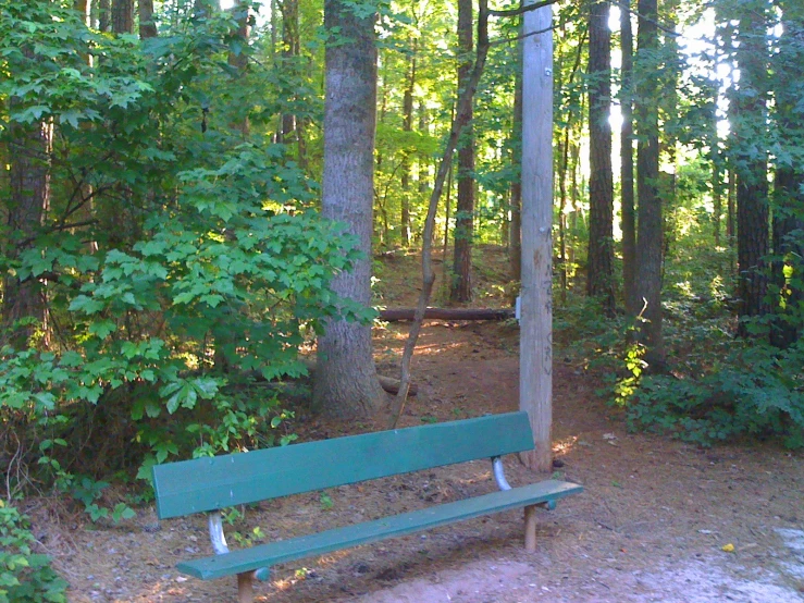 a wooden bench in front of a grove of trees