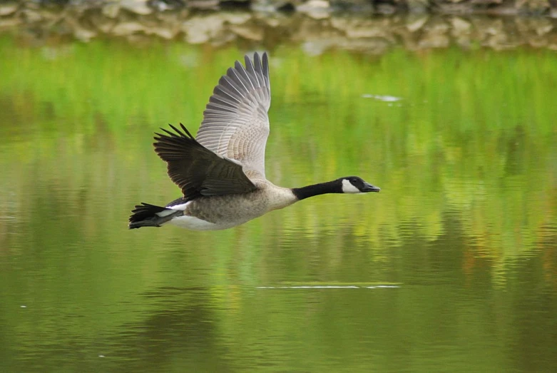 a duck flying over the water with wings outstretched