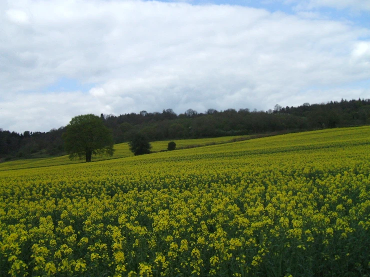 the sky is very cloudy in a bright green meadow