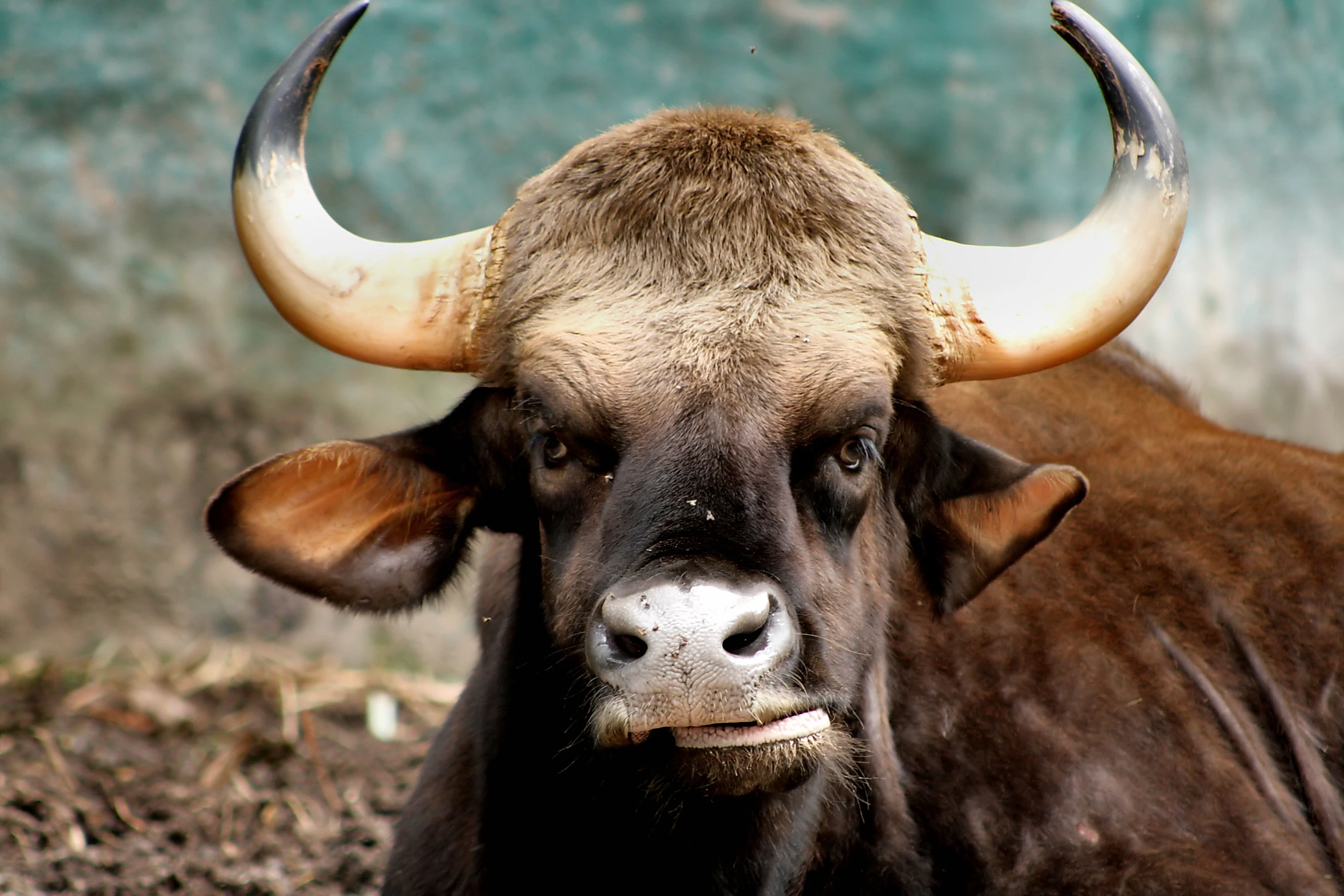 a bull with large horns that is sitting