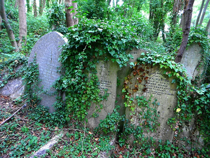 a cemetery covered in ivy with headstones