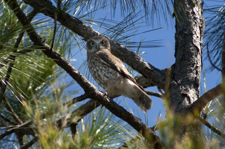 an owl is perched on a nch of a pine tree