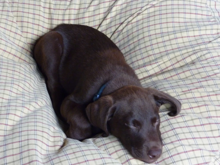 a puppy is sleeping on the bed next to pillows