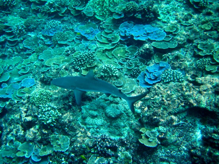 a shark swimming in shallow waters next to a coral reef