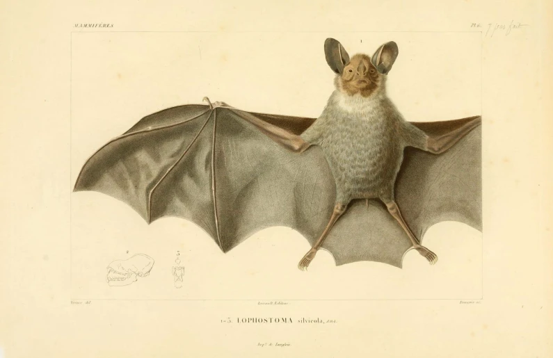 a bat hanging upside down from its wings