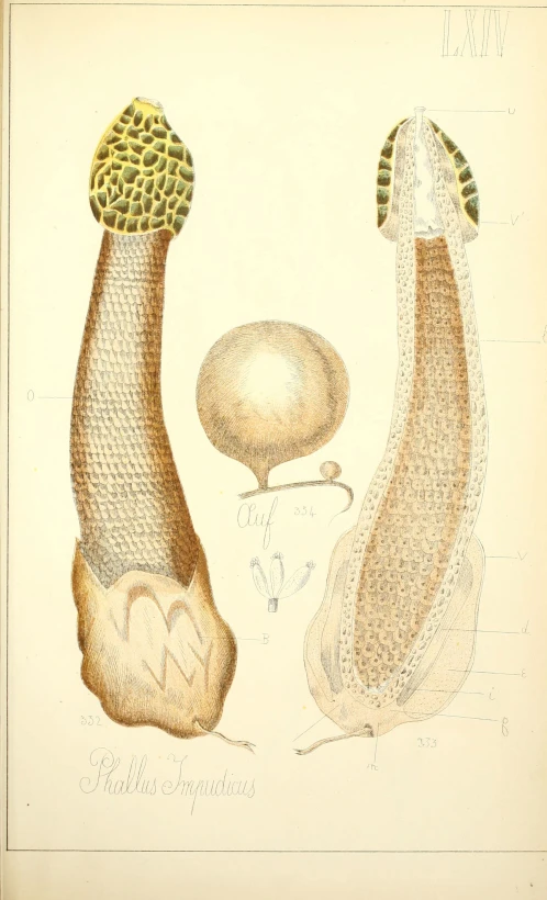 a painting of different kinds of mushroom on paper