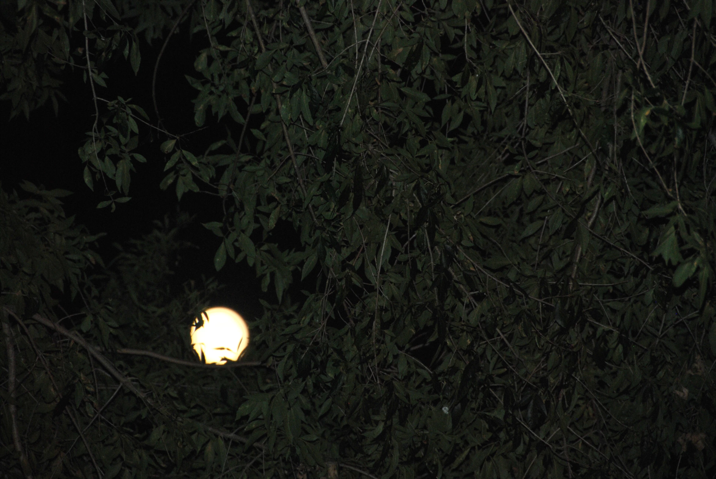 there is a street light and green leaves on the tree