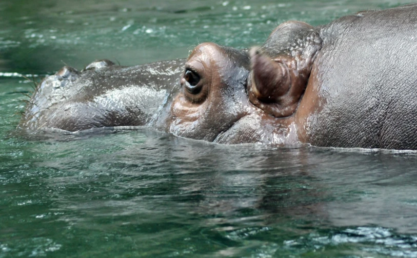 a hippo is swimming in some water