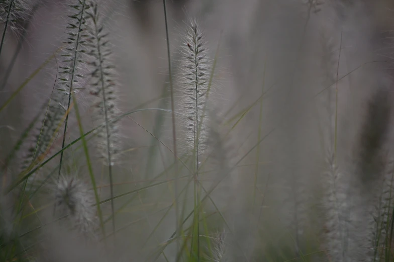 some small white flowers growing out of tall grass