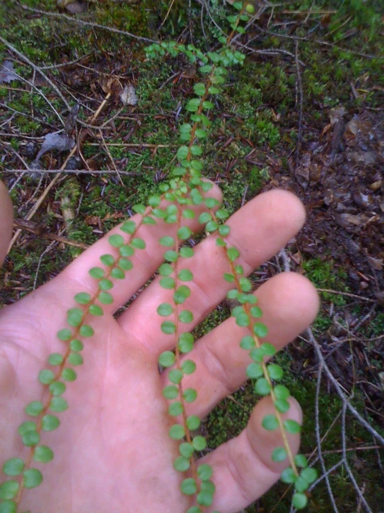 someone holds a green vine with small green drops