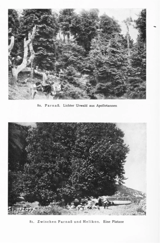 an old black and white po of trees on the sides