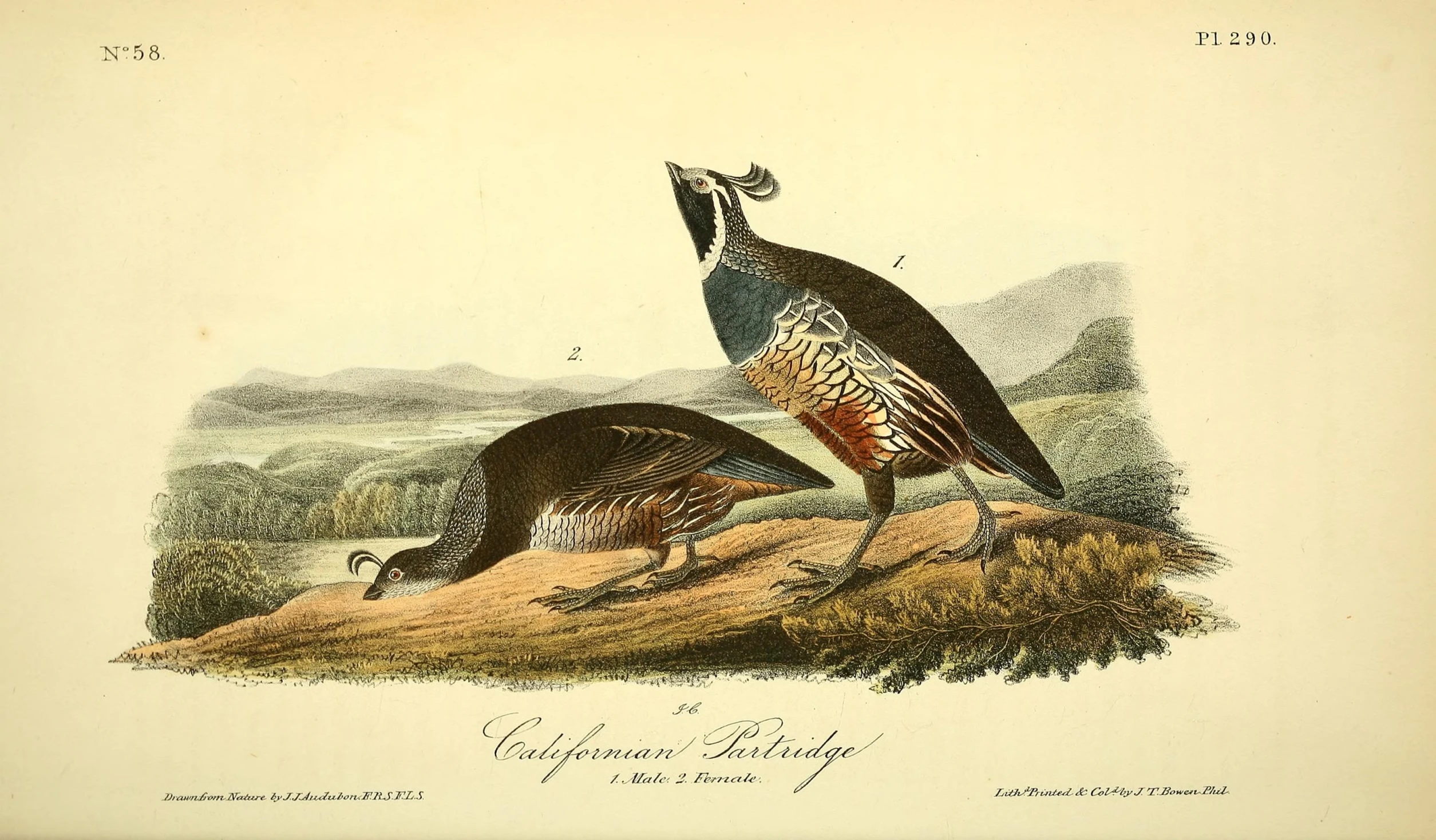 a vintage bird illustration of two turkeys resting