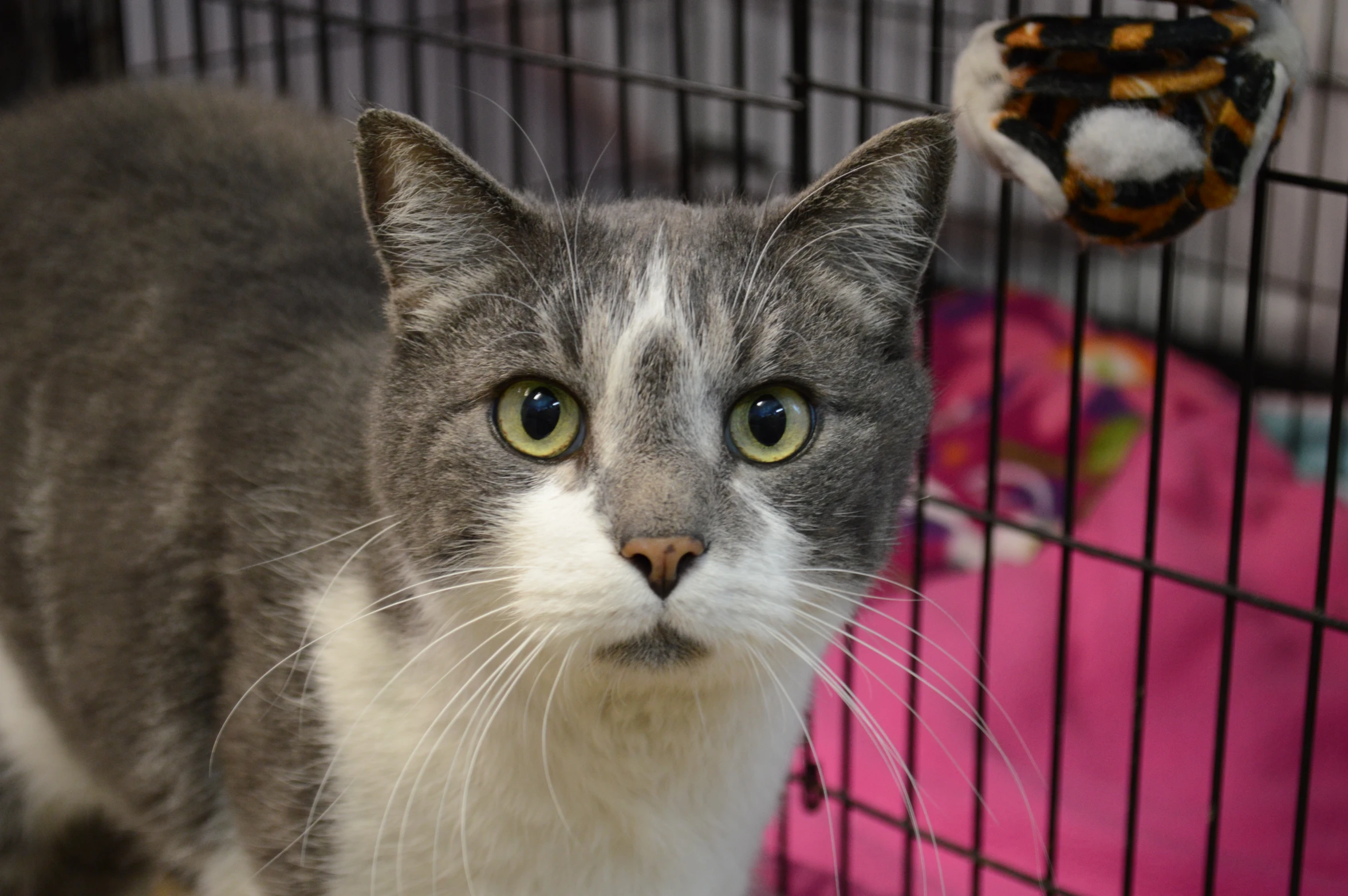 a gray and white cat with yellow eyes looks up at a ball