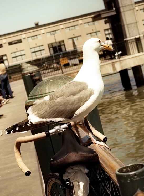 a seagull sitting on the railing of a bike