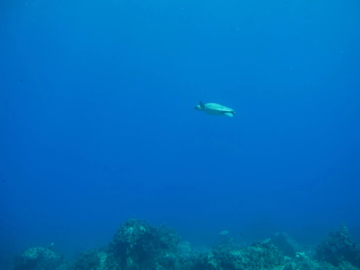 a green sea turtle swimming among a blue sea