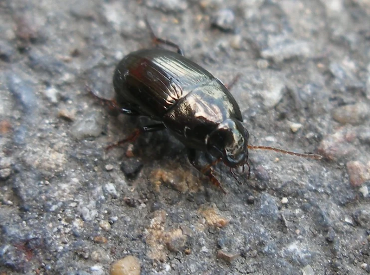 a black beetle crawling on a dirty road