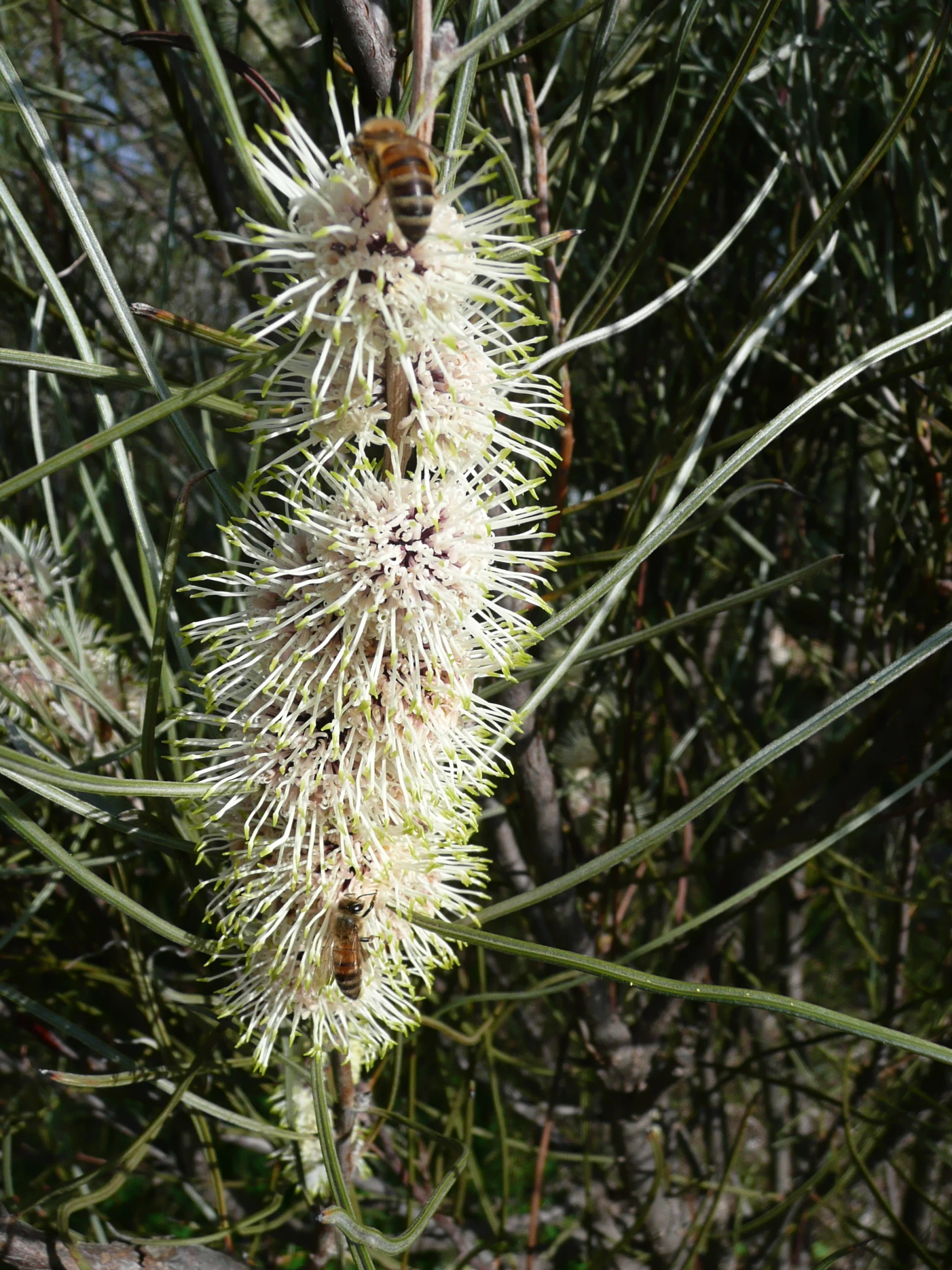 a small white flower on a pine tree