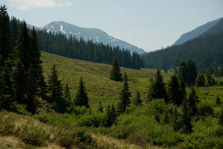 a group of trees sitting next to a lush green field