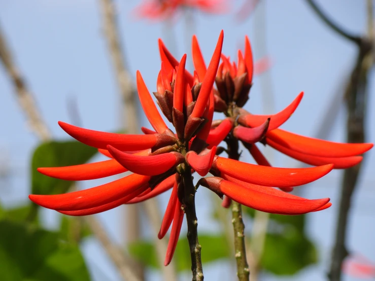 a red flower is near some nches and green leaves