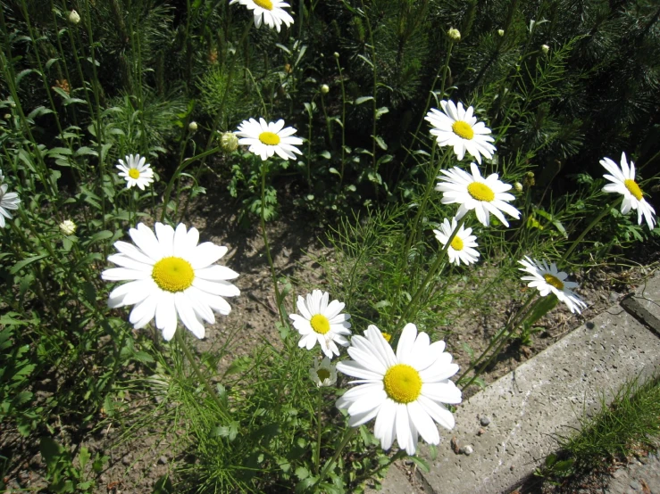 some white daisies and grass on the ground