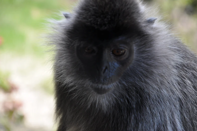 a black monkey looks like a blurry face