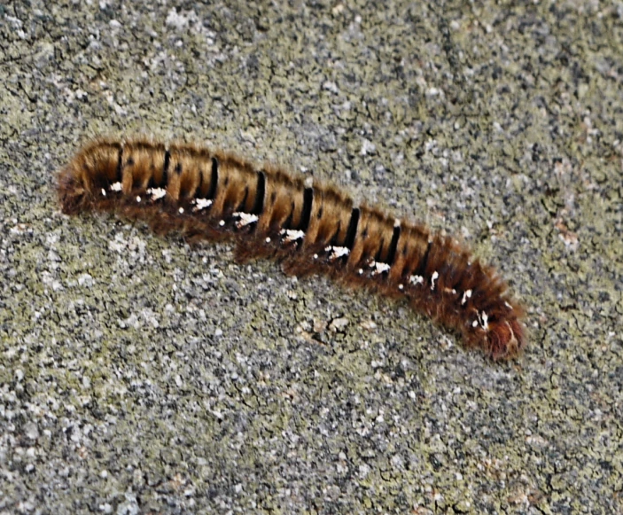 a brown, black and white insect that is laying on a surface