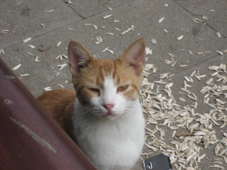an orange and white cat is sitting on a walkway