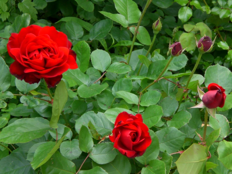 a plant with red flowers surrounded by green leaves