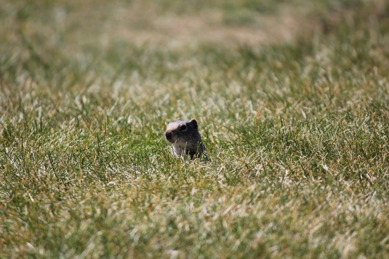 the ground level view of a small bird in the middle of a field